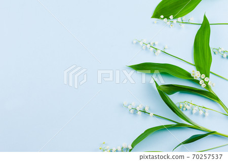 lilies of the valley on a pastel blue background lilies of the valley on a pastel blue background 70257537