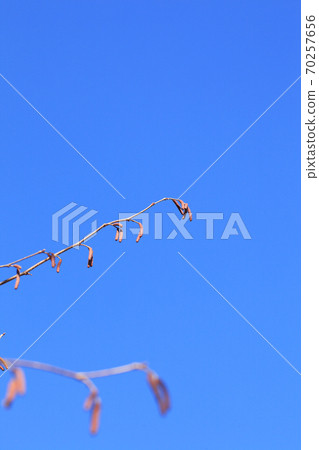 橋上花和藍天 70257656