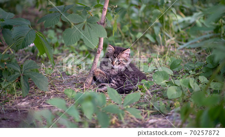 Beautiful cute kitten is sitting in the garden. 70257872