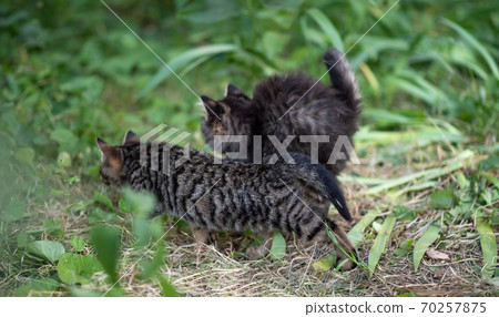 Funny kittens hunt in the green garden. 70257875