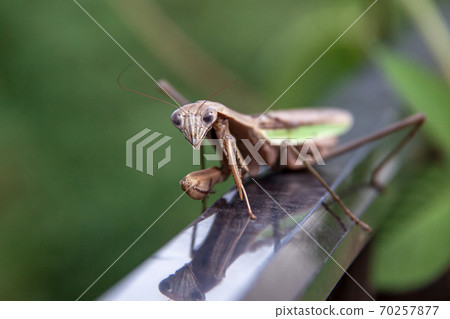Mantis trying to hide its only weapon, the sickle-shaped leg 70257877