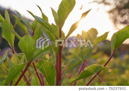 Young leaves illuminated by the morning sun 70257931