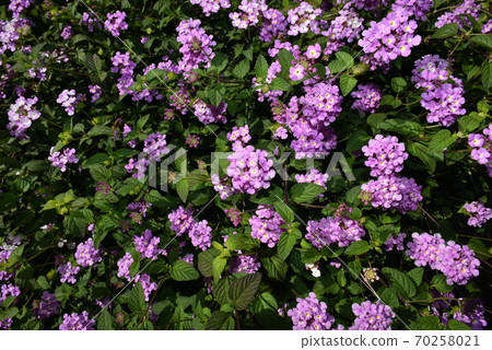 One side of Kobano Lantana 70258021