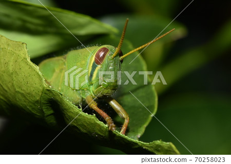 土屋鄉的臉 70258023