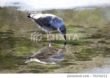 bird Seagull looks at himself in a puddle of water bird Seagull looks at himself in a puddle of water 70258222