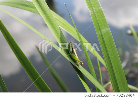 Locusts resting in the grass Locusts resting in the grass 70258404
