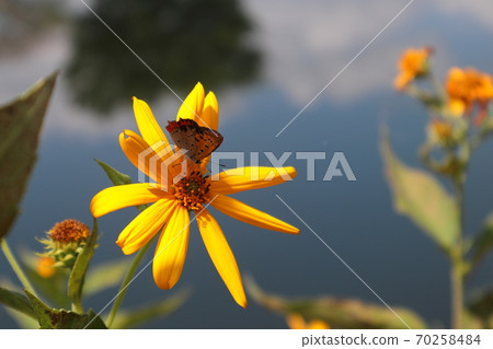 Waterside flowers and lycaenid butterflies Waterside flowers and lycaenid butterflies 70258484