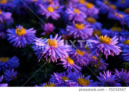 wild lilac chrysanthemum in the evening 70258567