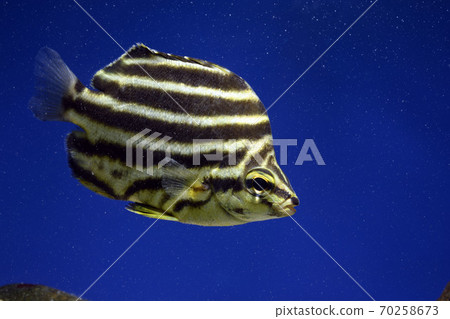 Kagokakidai泰國 70258673