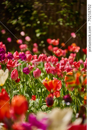 descent of the famous sight of rugia 70258702