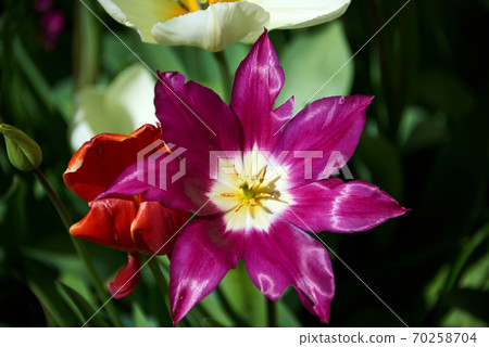 descent of the famous sight of rugia 70258704