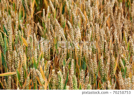 descent of the famous sight of rugia 70258753
