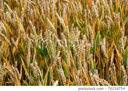 descent of the famous sight of rugia 70258754