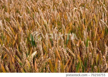 descent of the famous sight of rugia 70258755