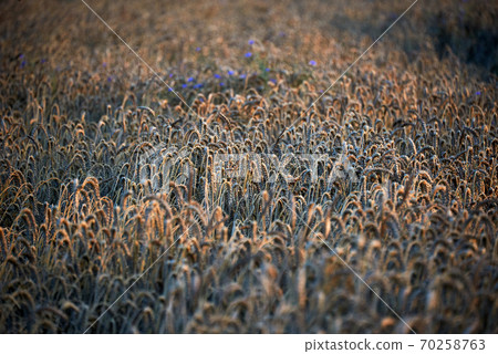 descent of the famous sight of rugia 70258763