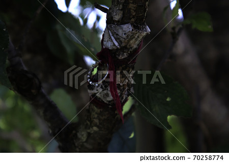 Lost and found ring tied to a tree 70258774