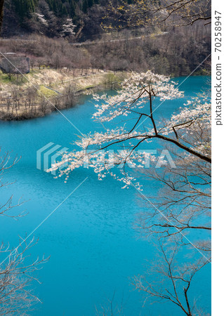 Oku Shimanko中的櫻花 Oku Shimanko中的櫻花 70258947