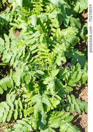 [Miura的蘿蔔田即將來臨] 70259054