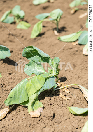 [種苗的白菜田] 70259055