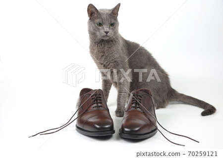 Grey cat sitting next to classic brown Oxford shoes on white background Grey cat sitting next to classic brown Oxford shoes on white background 70259121