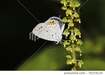 Swallowfish Swallowfish 70259228