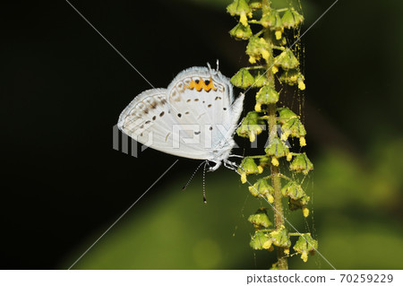 Swallowfish Swallowfish 70259229