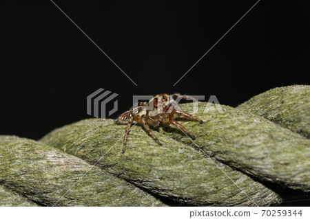 Denitz Huetri 70259344