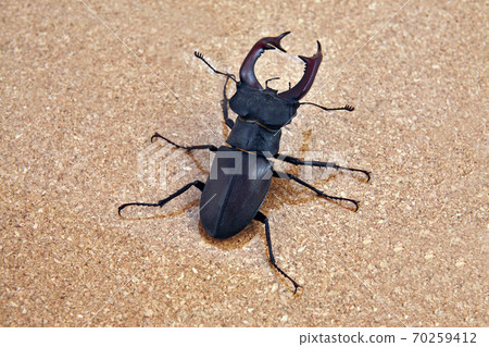 beetle deer on a background of cork bark 70259412