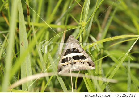 千葉中九郎 70259738