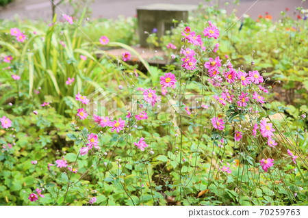 Shuigayuki flower 70259763