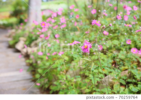 Shuigayuki flower 70259764