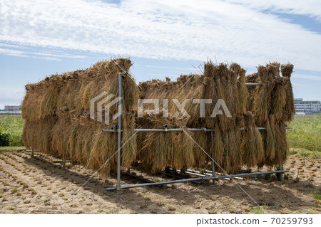 收割後把米掛在架子上 70259793