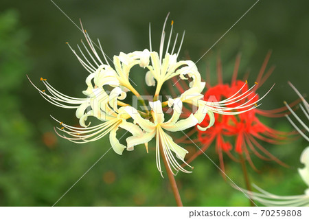 希根花那(Licoris) 希根花那(Licoris) 70259808