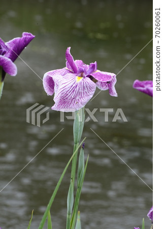 Iris and rain Iris and rain 70260061
