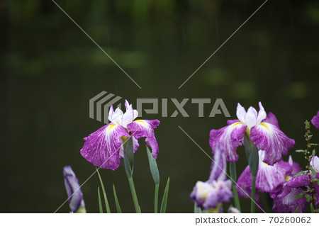 Iris on a rainy day Iris on a rainy day 70260062