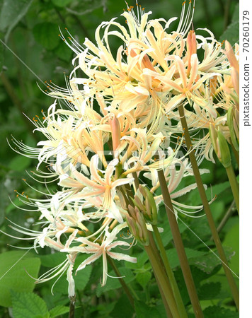 希根花那(Licoris) 希根花那(Licoris) 70260179