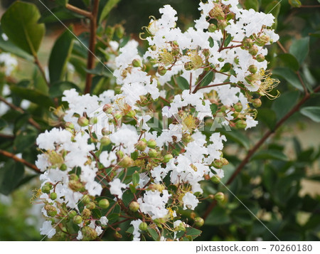 紫薇 紫薇 70260180