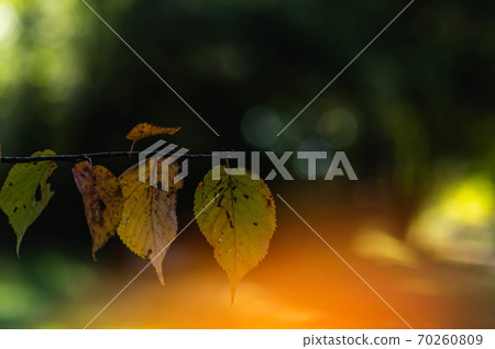 Autumn cherry leaves Autumn cherry leaves 70260809