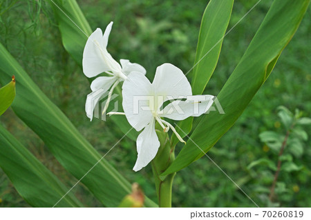 White ginger flower White ginger flower 70260819