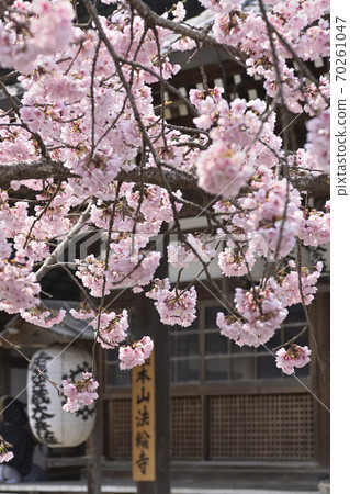 Kokuzo Horinji Temple Sakura Kokuzo Horinji Temple Sakura 70261047