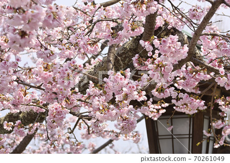 Kokuzo Horinji Temple Sakura Kokuzo Horinji Temple Sakura 70261049