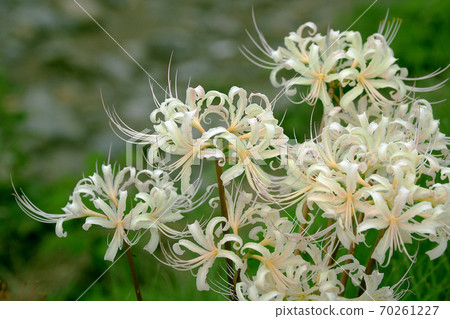 娃娃花(白色) 娃娃花(白色) 70261227