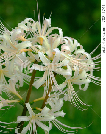 Cluster amaryllis (white) 70261241