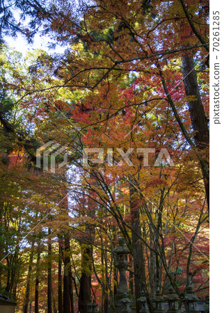 Bright autumn leaves on the approach to Mihara Buttsuji Temple Bright autumn leaves on the approach to Mihara Buttsuji Temple 70261285