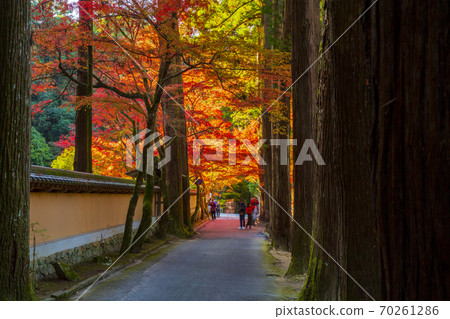 Autumn leaves on the approach road with rows of trees and earthen walls of Buttsuji Mihara Autumn leaves on the approach road with rows of trees and earthen walls of Buttsuji Mihara 70261286