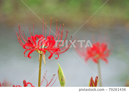 Red flower bamboo flower 70261436