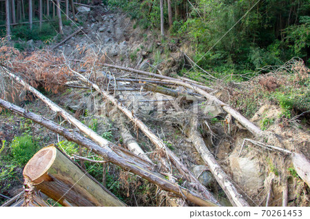 Landslide after heavy rain Damage caused by landslides in cedar forest 70261453