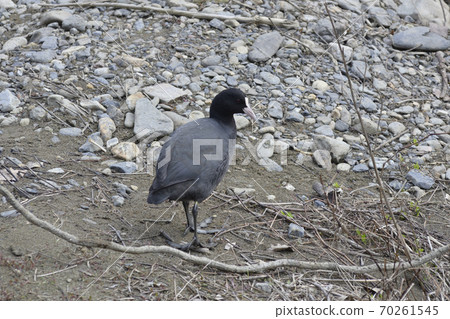 Arashiyama Oigawa River Coot Arashiyama Oigawa River Coot 70261545