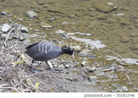 Arashiyama Oigawa River Coot Arashiyama Oigawa River Coot 70261546