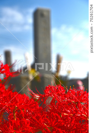 Cluster amaryllis Cluster amaryllis 70261704